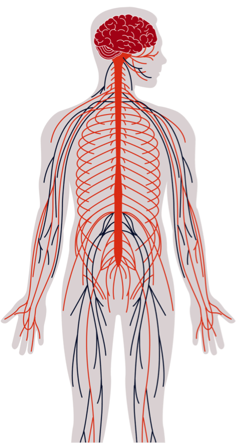 A body skeleton graphic depicts what happens in the body with MMN.
